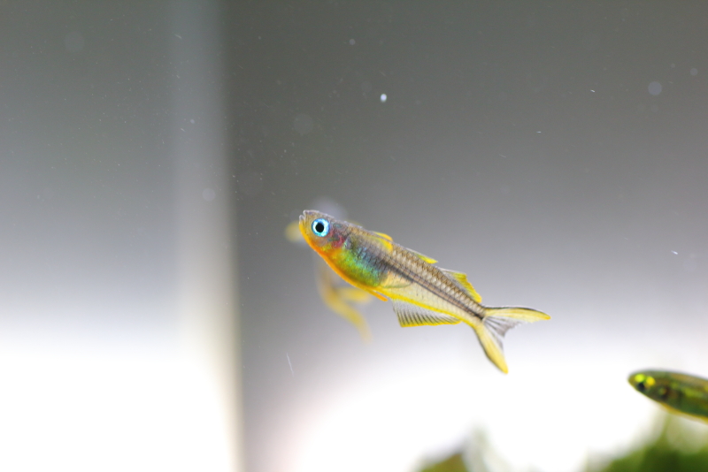 飼育から108日目　ポポンデッタ　フルカタ